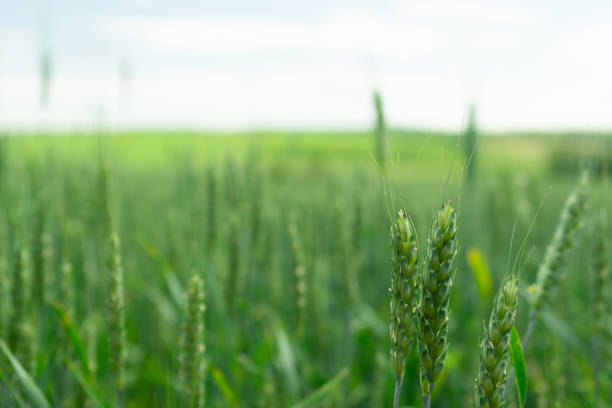 istock Wheat field. Green wheat. Agriculture scene. Copy space. 1024259838
