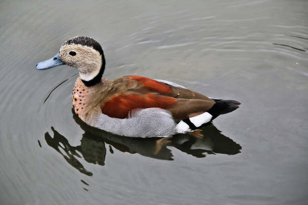 スリム ブリッジで環状のティールのビュー - duck pond mandarin red ストックフォトと画像