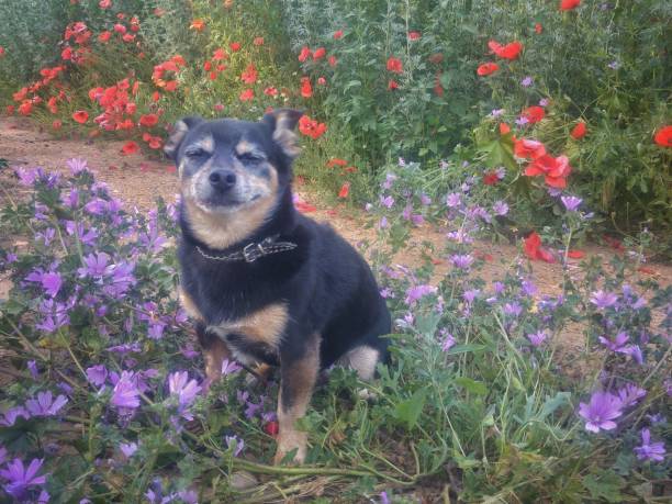 istock Danny on the flowers 1024263698