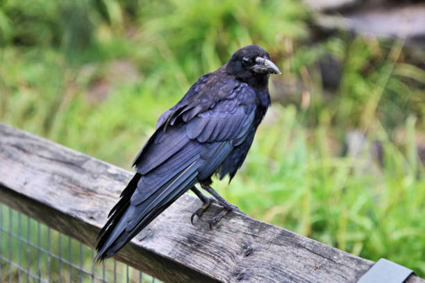 istock A close up of a Rook 1024263712