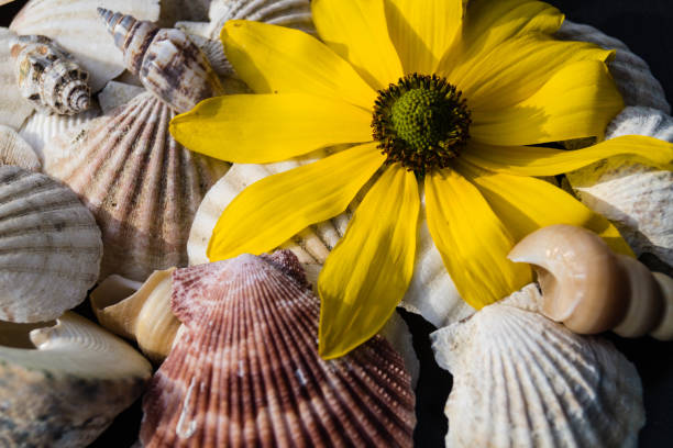 Pretty shells of shells on the fine sandy beach and a few colorful flowers