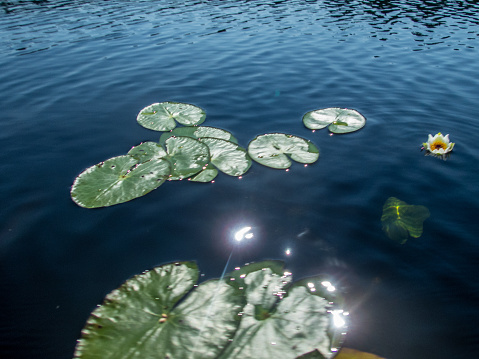 Padling through the water lilies on the Saimaa lake in the Kolovesi National Park in Finland - 7
