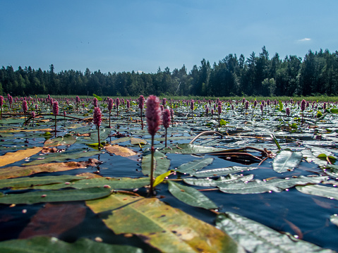 Padling through the water lilies on the Saimaa lake in the Kolovesi National Park in Finland - 5