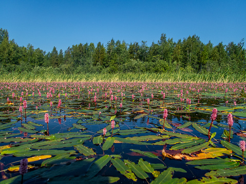 Padling through the water lilies on the Saimaa lake in the Kolovesi National Park in Finland - 1