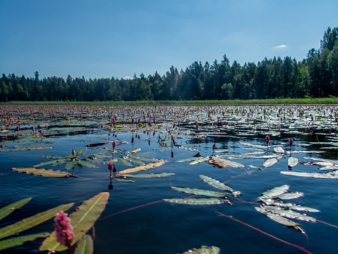 Padling through the water lilies on the Saimaa lake in the Kolovesi National Park in Finland - 2