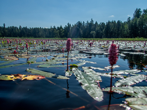 Padling through the water lilies on the Saimaa lake in the Kolovesi National Park in Finland - 3