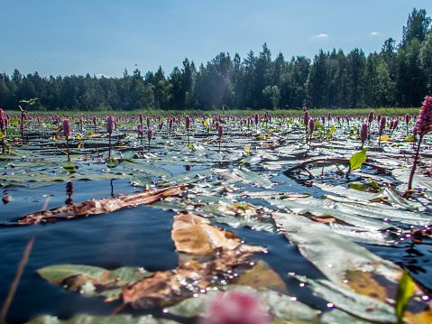 Padling through the water lilies on the Saimaa lake in the Kolovesi National Park in Finland - 4