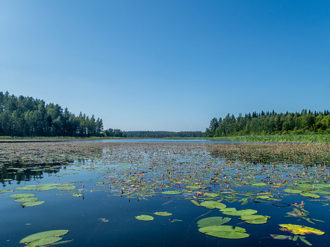 Padling through the water lilies on the Saimaa lake in the Kolovesi National Park in Finland - 8