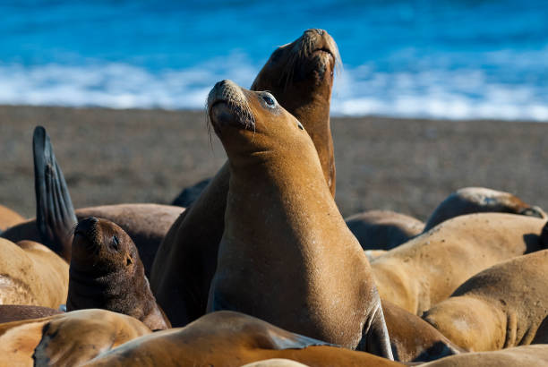 istock Elephant seal in Patagonia 1024274688