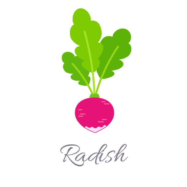 ikona rzodkiewki z tytułem - radish stock illustrations