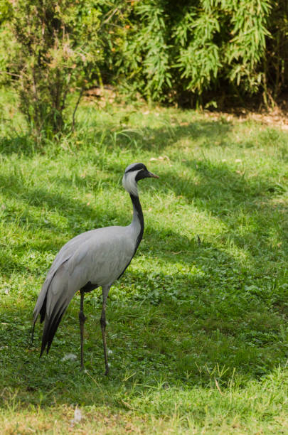 istock The demoiselle crane (Grus virgo) 1024281158