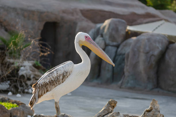 istock Amerikan White Pelican 1024281646