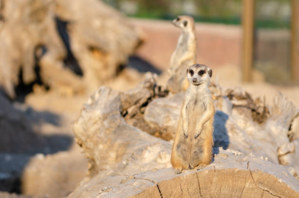 istock Meerkat family 1024281788