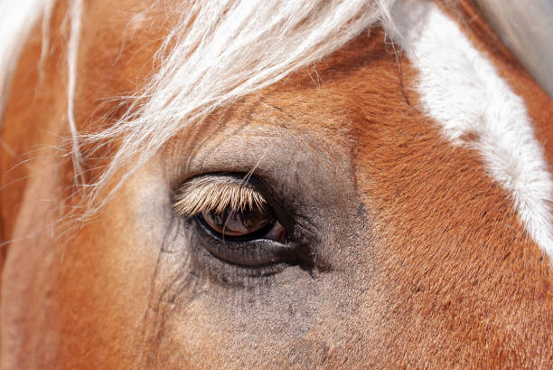 istock Close-up of horses eye 1024284426