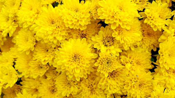 istock yellow autumn mum blossoms 1024286876