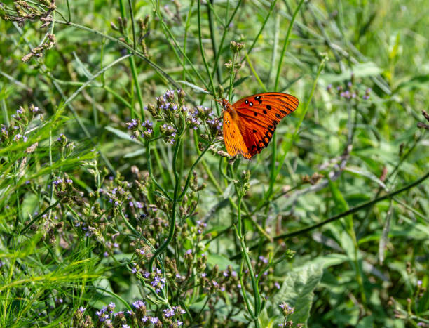 istock Little Mulberry Park, GA Orange Butterfly 1024293754