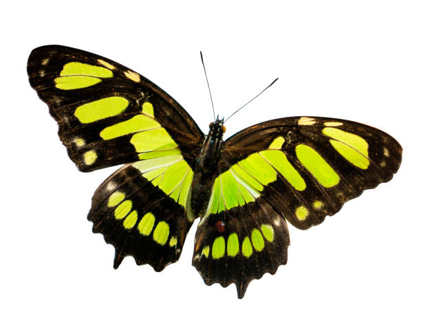 翼を広げたと白い背景で隔離マラカイト蝶 - malachite butterfly ストックフォトと画像