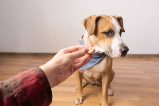 istock Trained intelligent dog refuses food from human. 1024311066
