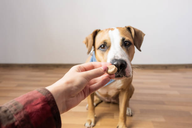 istock Trained intelligent dog taking food from human. 1024311068