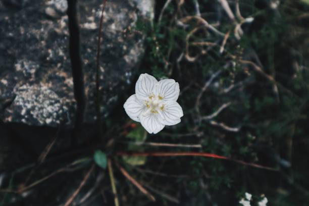 istock Colorful flowers 1024316518
