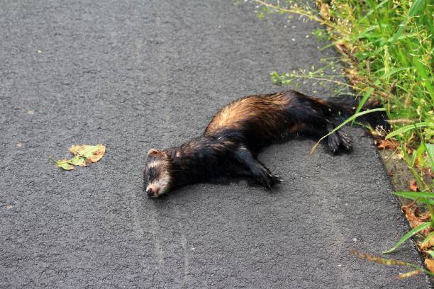 Wildlife accident Dead Iltis on the side of the road american mink stock pictures, royalty-free photos & images