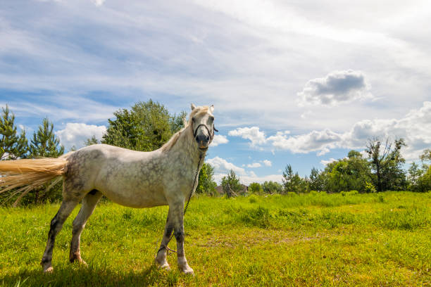 istock Beautiful  white horse on pasture with green grass 1024316846