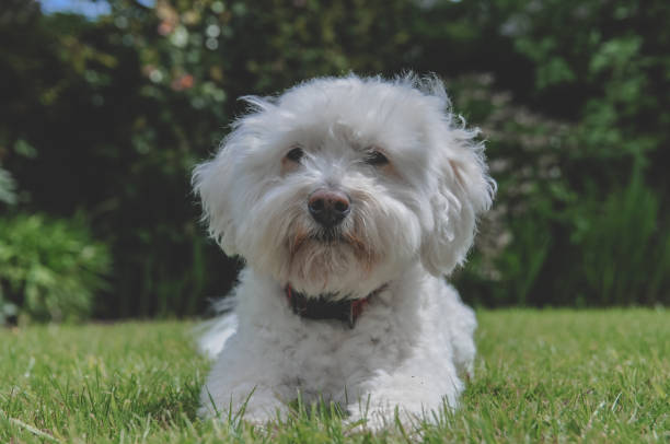 istock White Bichon Frise Cross In Sunny Garden 1024319064