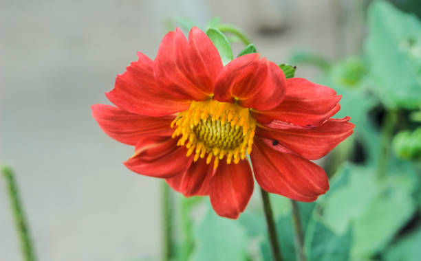 istock Red flower on green background 1024325042