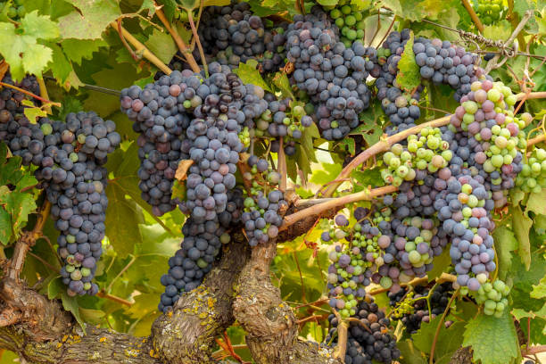 istock Wine grapes during Summer in Lodi, California vineyards 1024325434