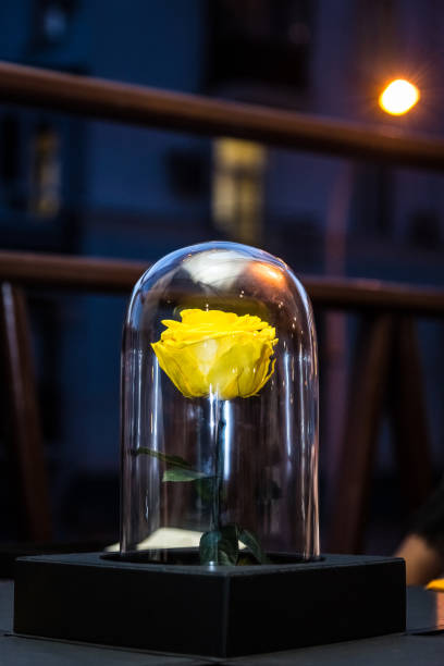 istock A live rose under the glass which blossoms for a long time 1024325652