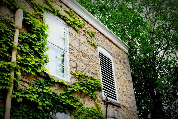 istock Growing Vines Of Green. 1024328776