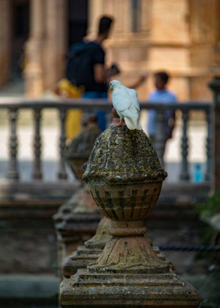 プラザ デ ラ スペイン、セビリア、アンダルシア、スペイン - plaza de espana sevilla town square seville ストックフォトと画像