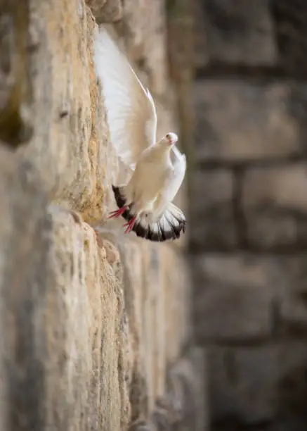 Photo of White dove taking off from old wall in Seville, Andalucia, Spain