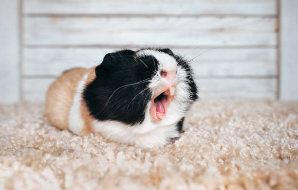 Scream in the notification. Guinea pig yawns and shows her teeth. Poster. Lazy people. stock photo
