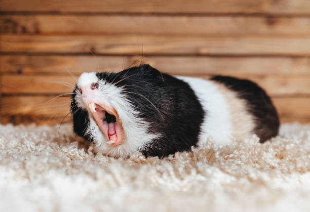 Guinea pig yawns and shows her teeth. The pet is tired. Poster. The animal screams about the stock at the store. stock photo