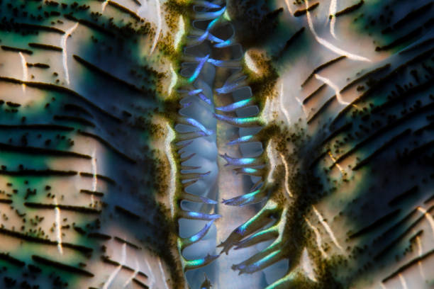 istock Giant Clam Mantle and Siphon Abstract 1024331938