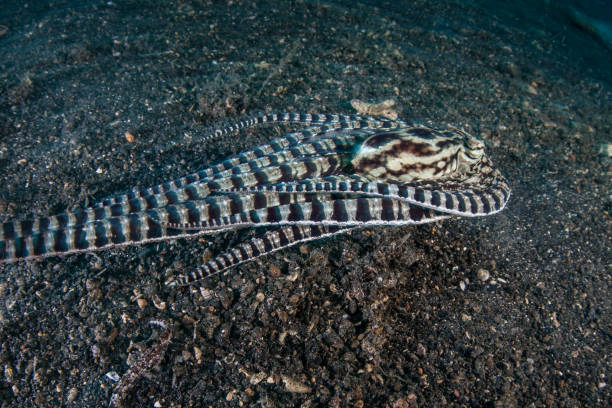 istock Mimic Octopus Cruising Over Black Sand 1024332020