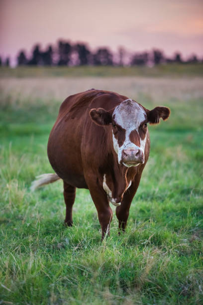 istock Cow in its habita 1024339146