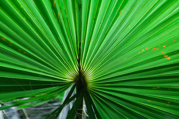 istock tropical green leaves layout. Tropical palm background 1024342522