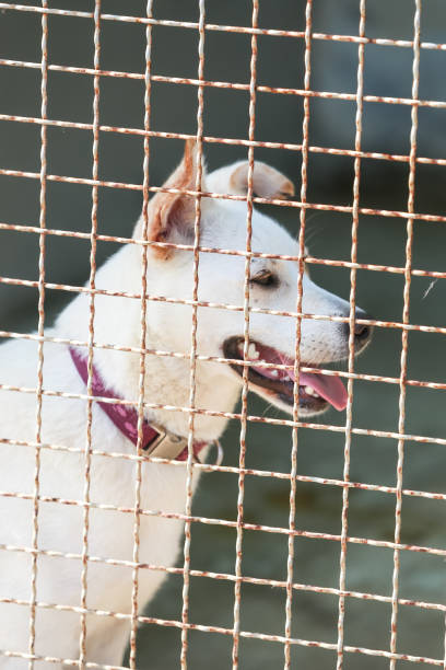 istock Dog in an animal shelter 1024348868