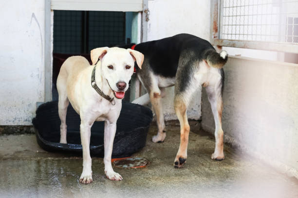 istock Dog in an animal shelter 1024348926