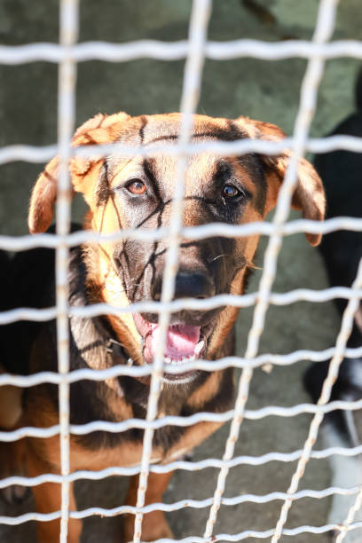 istock Dog in an animal shelter 1024348958