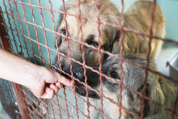 istock Dog in an animal shelter 1024349228