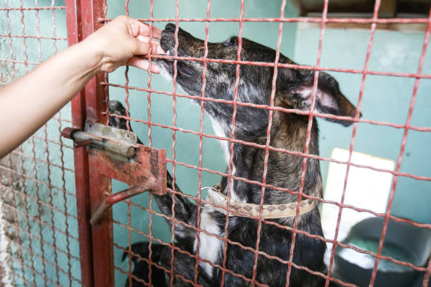 istock Dog in an animal shelter 1024349238
