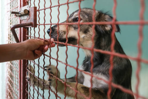 istock Dog in an animal shelter 1024349248