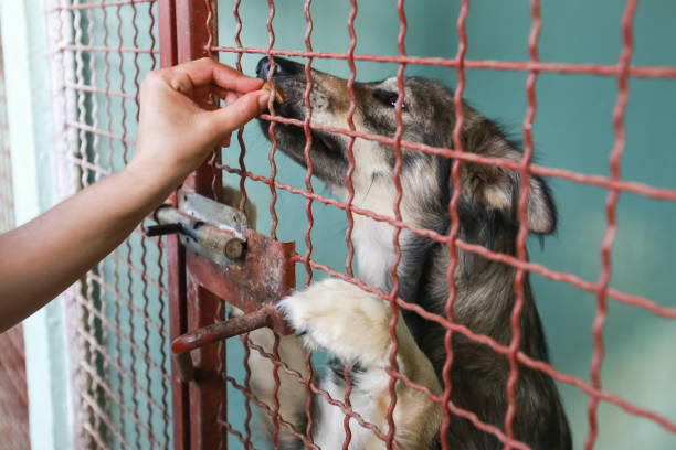 istock Dog in an animal shelter 1024349254