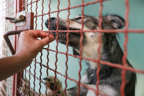 istock Dog in an animal shelter 1024349258