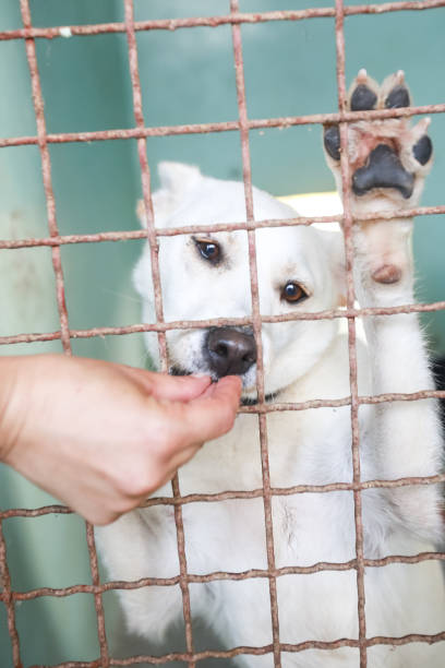 istock Dog in an animal shelter 1024349262
