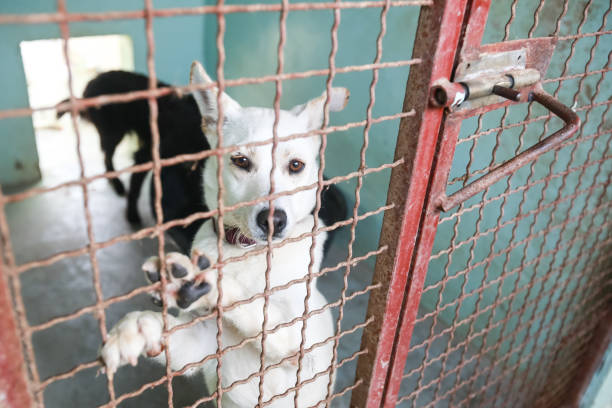 istock Dog in an animal shelter 1024349268