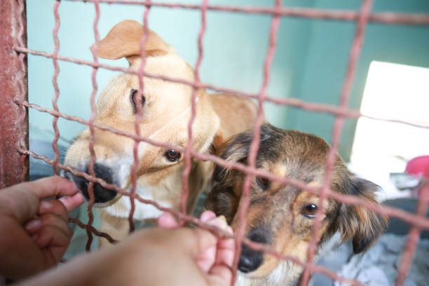 istock Dog in an animal shelter 1024349280